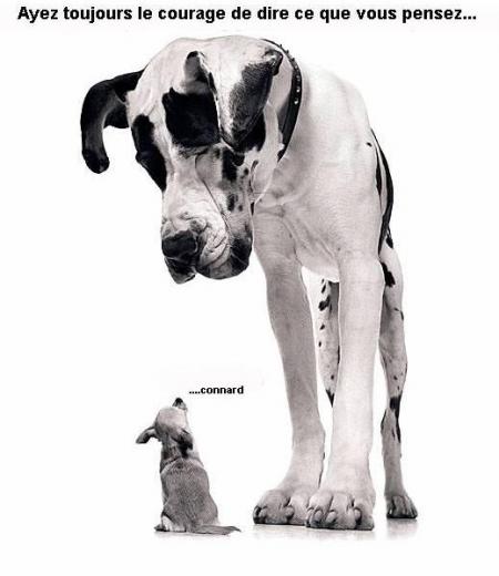 bataille de chien